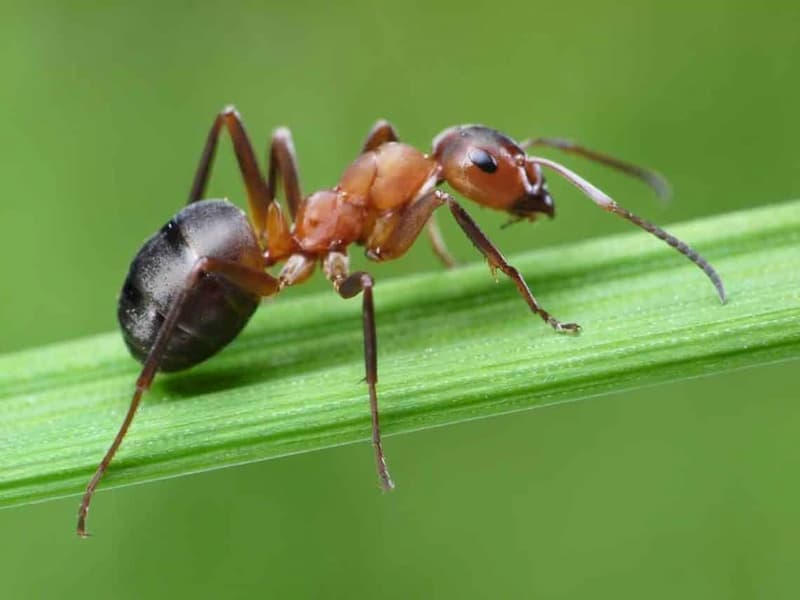 controlar hormigas jardin