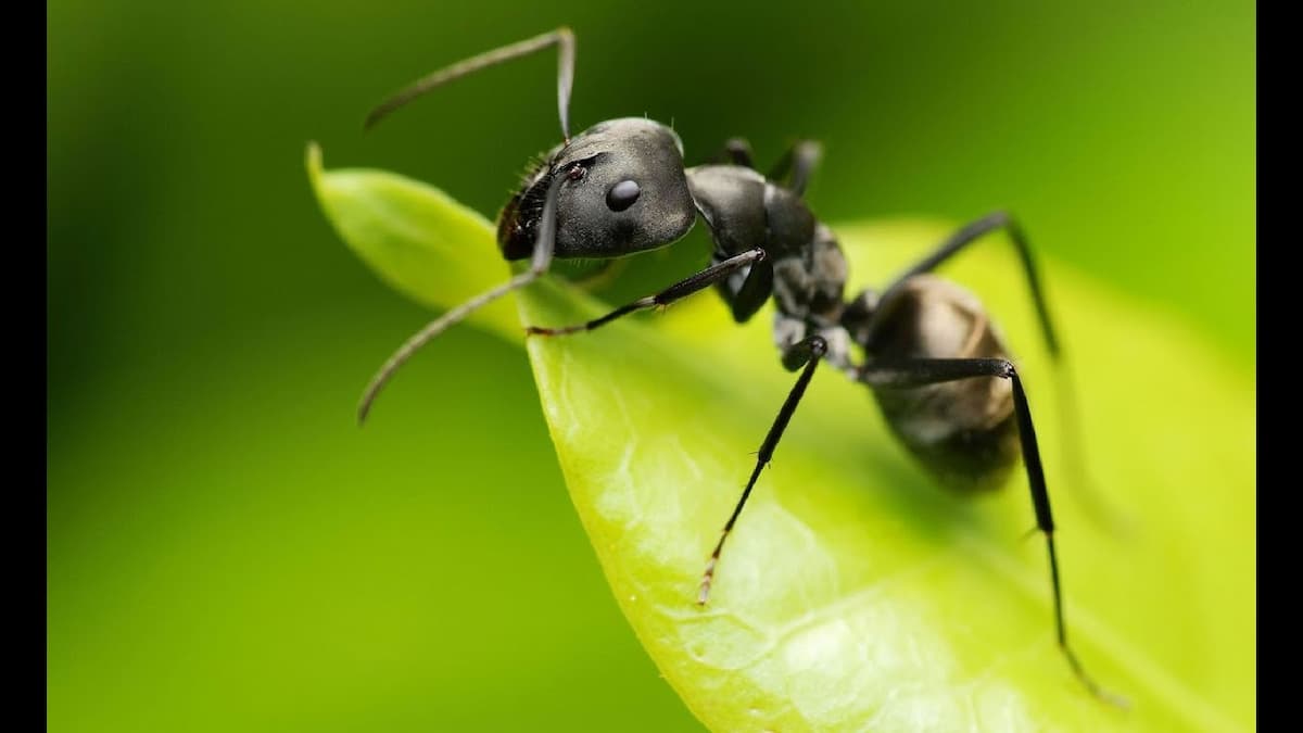 hormigas en el jardin