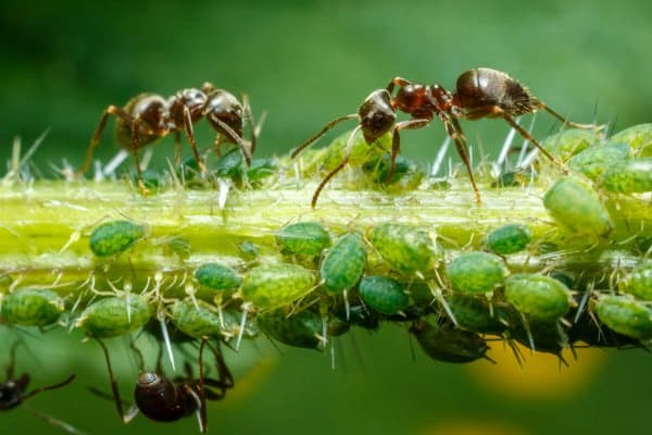 evitar pulgon y hormigas