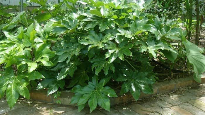 Aralia del japon fatsia