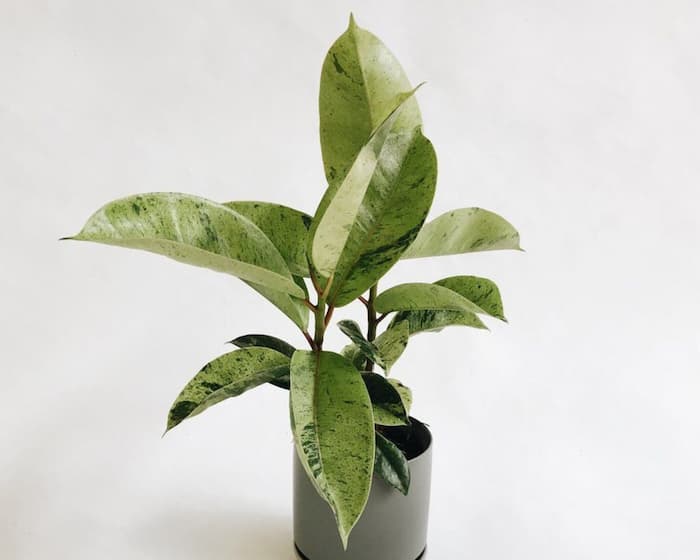 diferencias ficus elastica shivereana