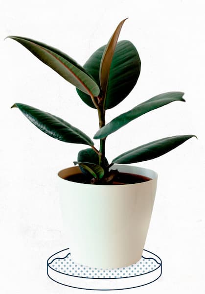 auto riego de plantas por platillo