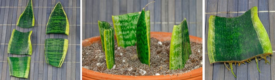 como reproducir planta serpiente