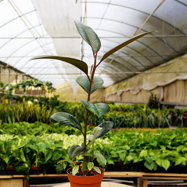 ficus elastica jardin vertical