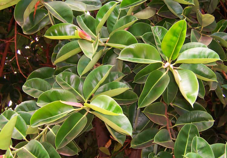 cuidados ficus elastica en el jardin