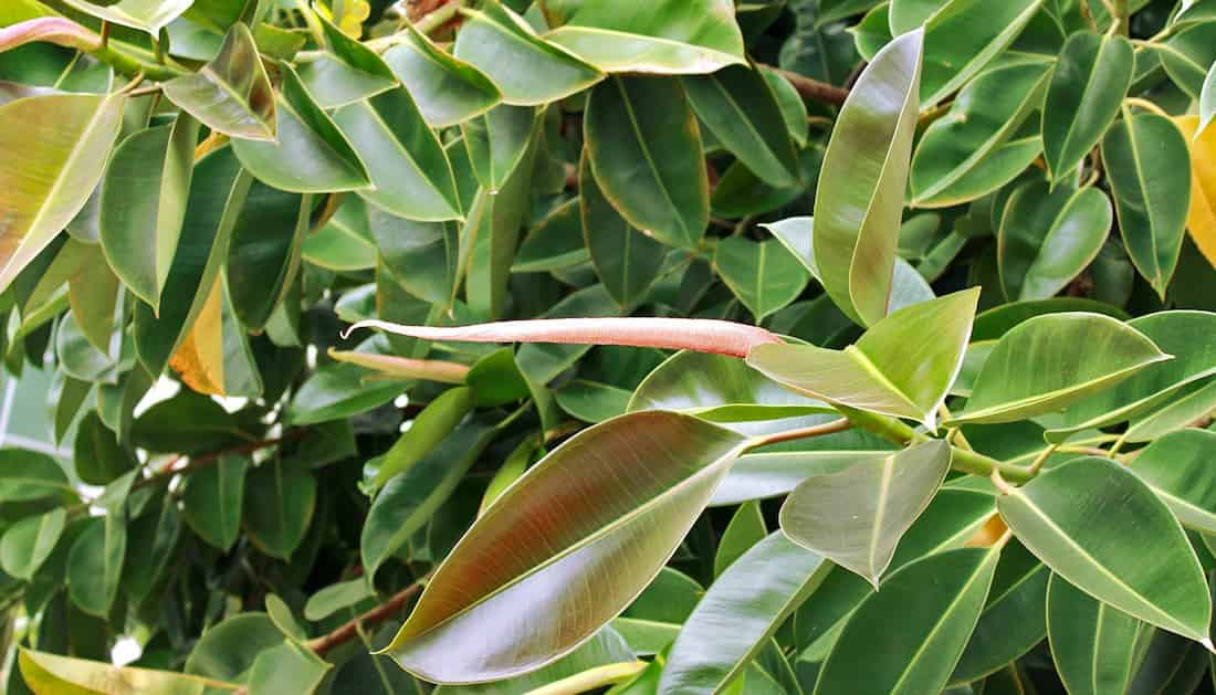 cuidados ficus elastica en jardin