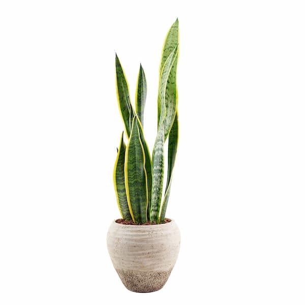 cuidados planta serpiente