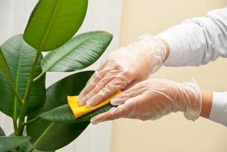 como limpiar las hojas del ficus elastica