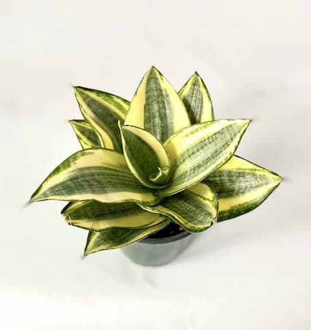 sansevieria golden hahnii