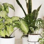 mejores plantas purificadoras de aire