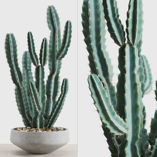 cactus decorar oficina