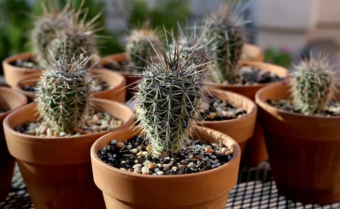 beneficios cactus oficina