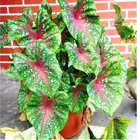caladium hortulanum