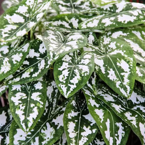 especie Caladium Humboldtii 