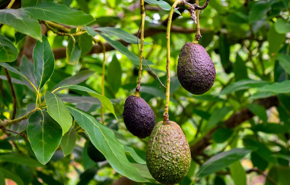 como podar el arbol de aguacate