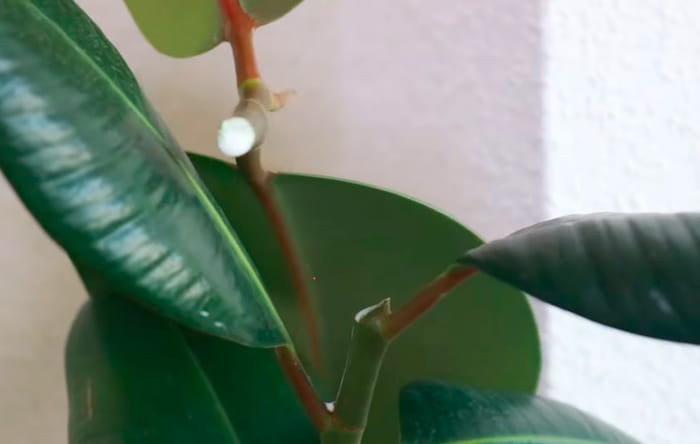 como podar ficus elastica