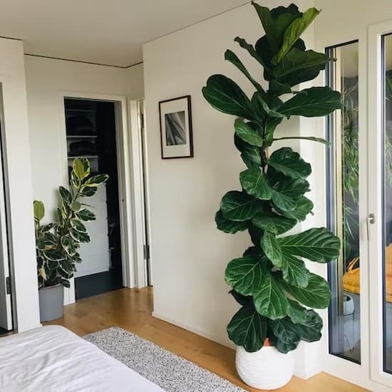 ficus lyrata crecimiento