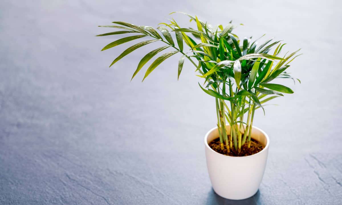 Cuidados de la Chamaedorea elegans - Palmera de salón