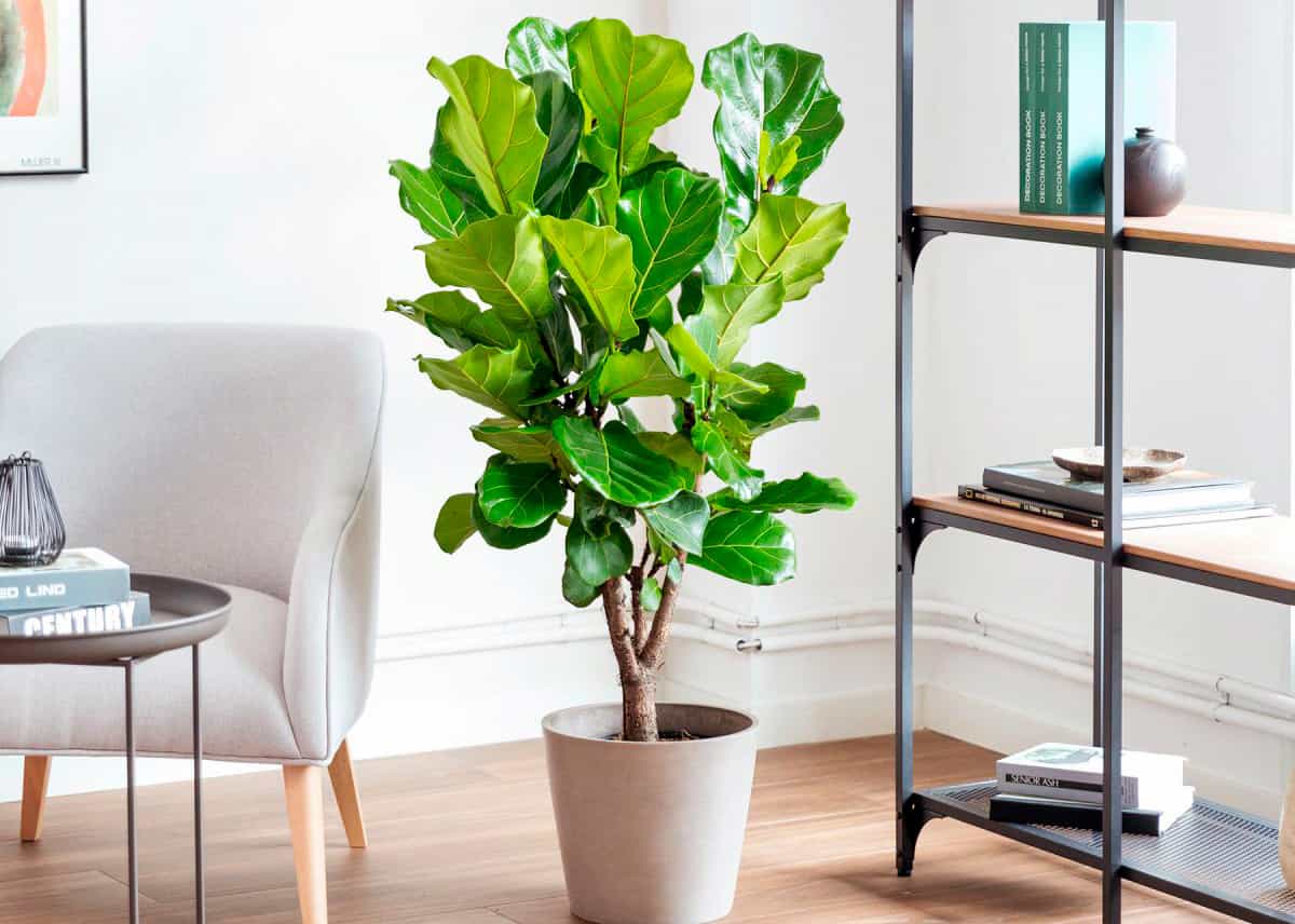 cuidados del ficus lyrata