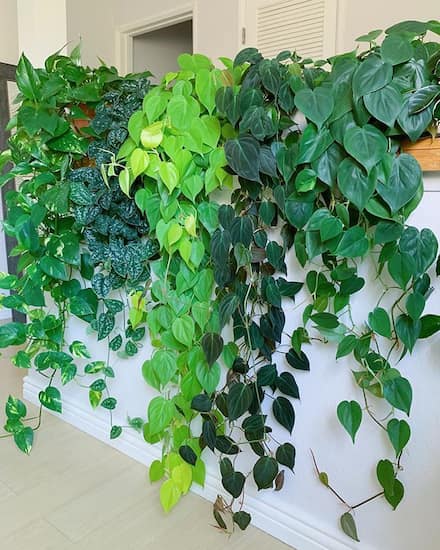 como cultivar pothos en el jardin