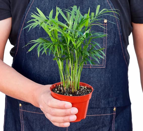 chamaedorea elegans crecimiento