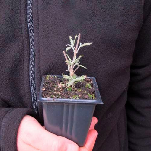 cultivar salvia rusa perovskia