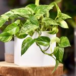 cuidado plantas pothos