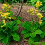 planta primula veris