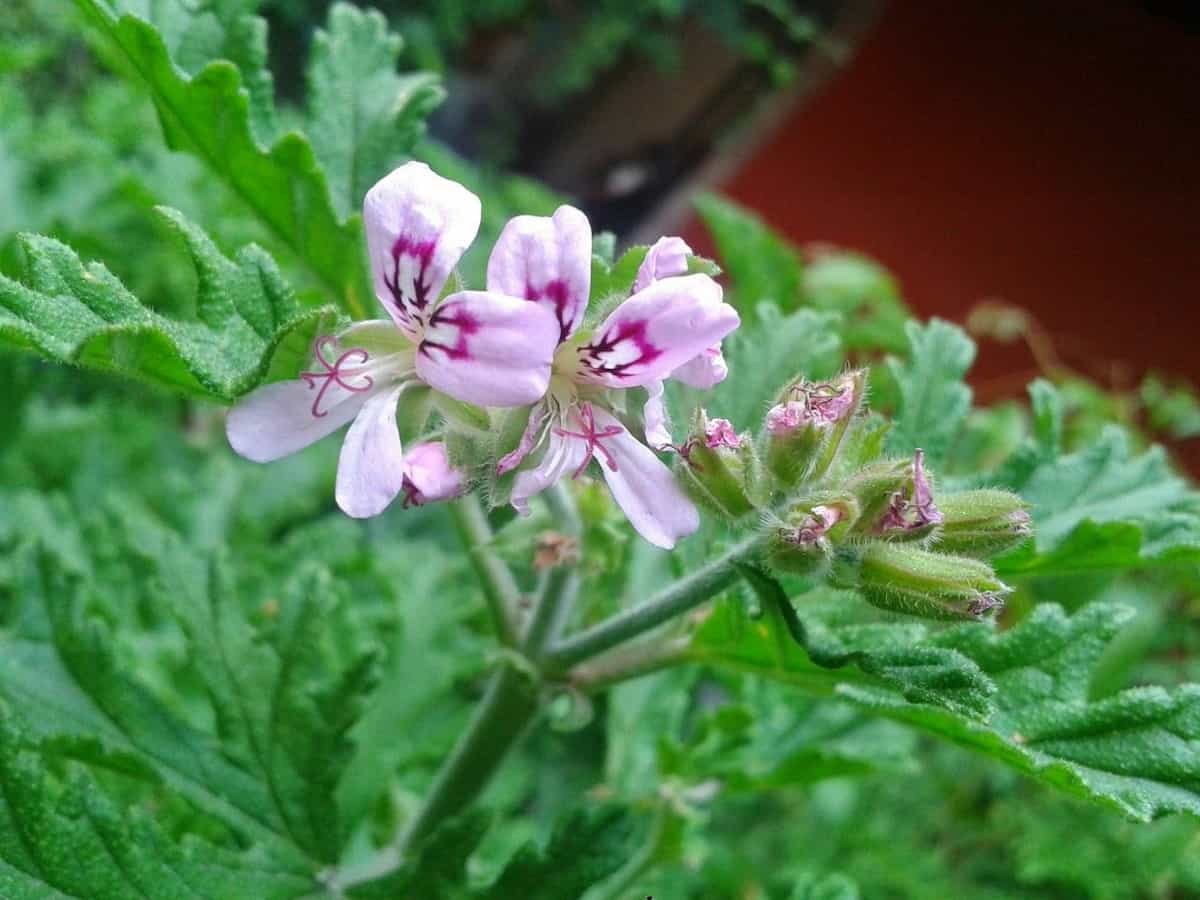 citronela planta antimosquitos