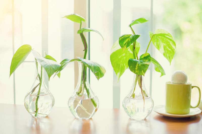 propagacion del pothos