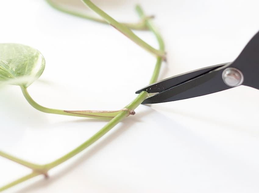 como reproducir un pothos por esqueje