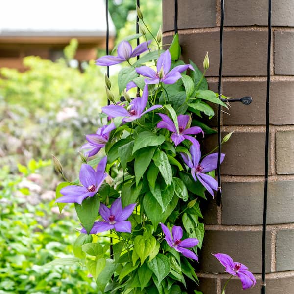 clematis cuidados en maceta