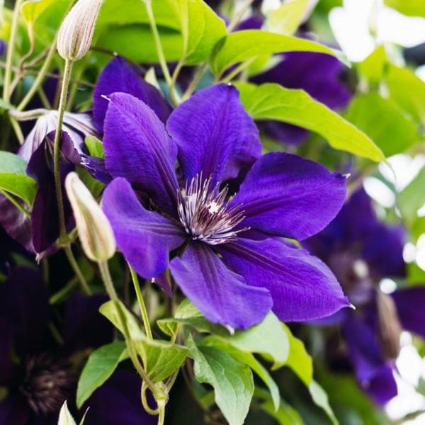 cultivo y cuidados de clematis