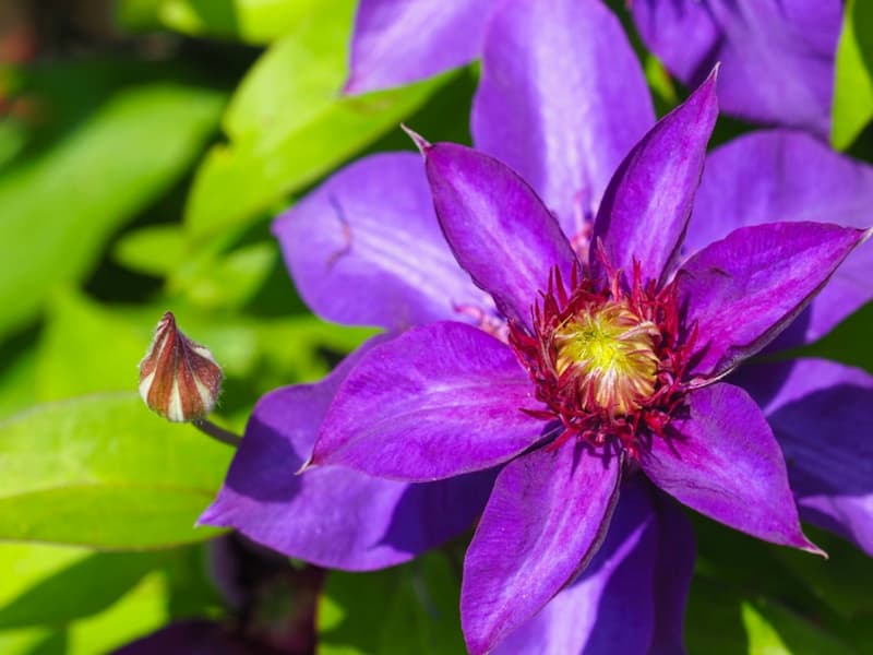 cuidados de la planta clematis