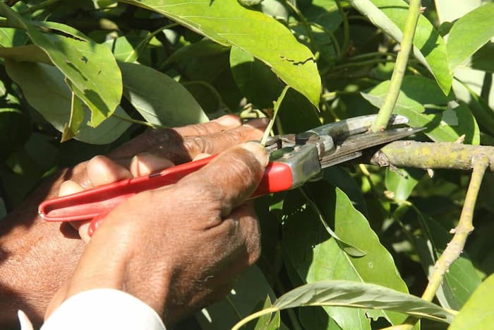 como podar el aguacate