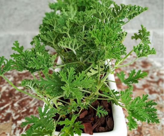 citronela planta que repele los mosquitos