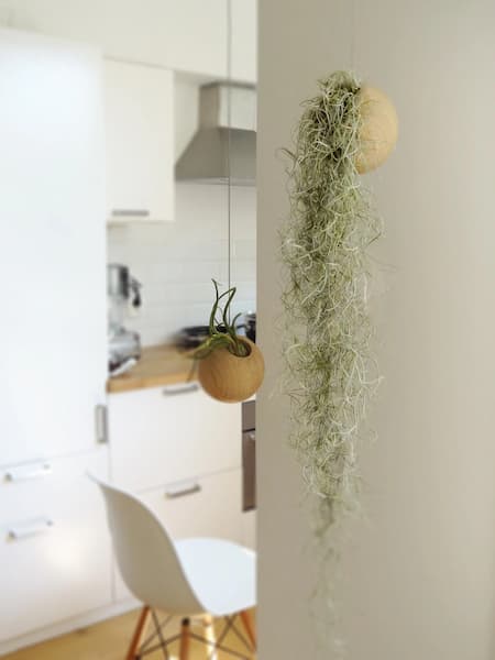 planta barba de viejo maceta sin drenaje