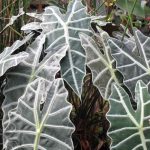 Cuidados de la Alocasia en exterior o terraza Cuidados alocasia en exterior