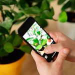 Mejores Apps para identificar plantas de interior y exterior