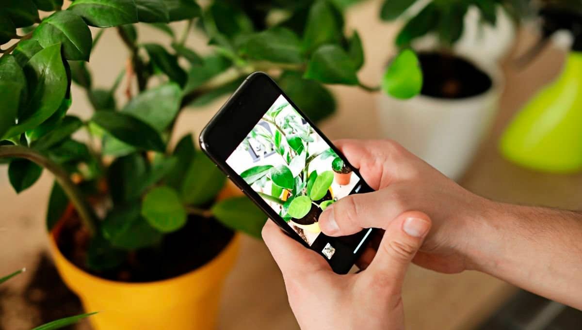 Mejores Apps para identificar plantas de interior y exterior