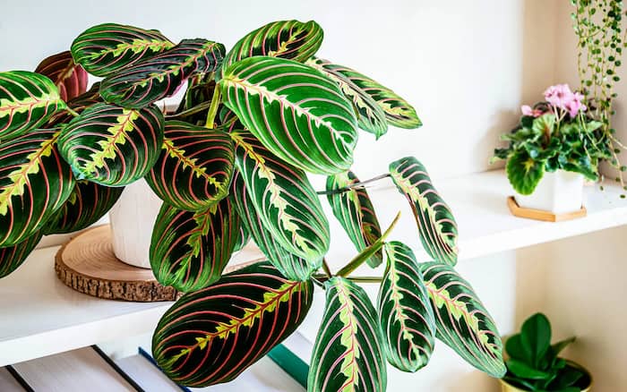 plantas ideales para macetas sin drenaje