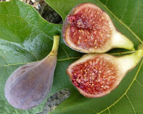 variedad de higos celeste