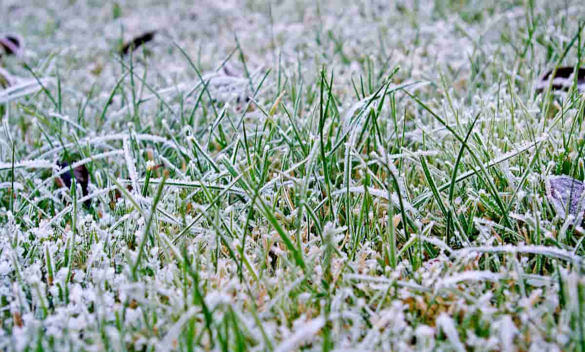 Cuidados del cesped en invierno