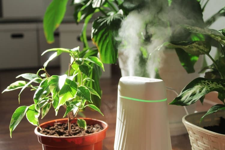 mejor humidificador para plantas