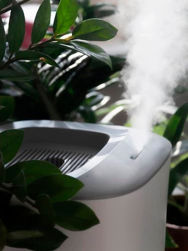 humidificador con plantas