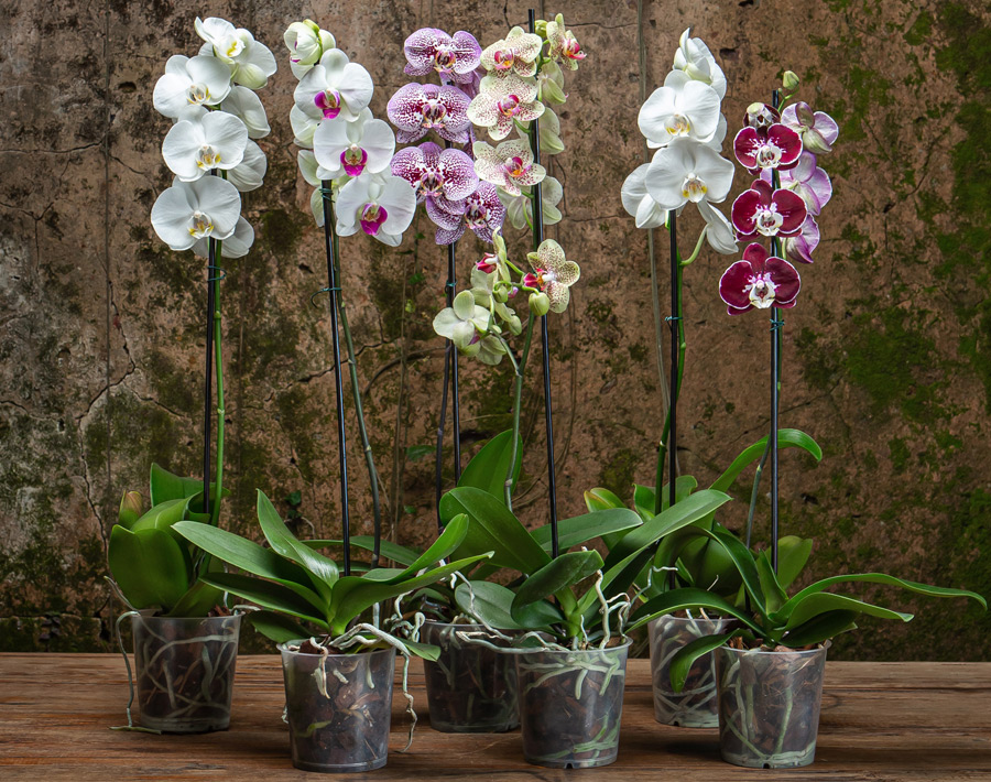 Orquideas en maceta transparente y sustrato para orquidea