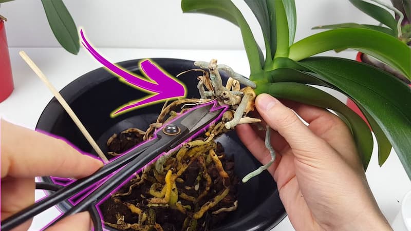 como podar la orquidea