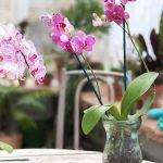mantenimiento cuidado orquidea