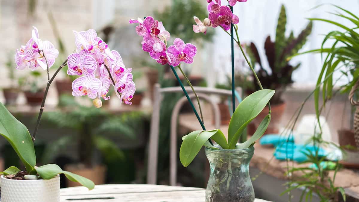 mantenimiento cuidado orquidea