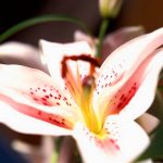cuidados lilium